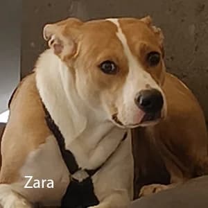 Adotta Zara, female Mixed Breed for adoption at Rifugio il Bau (Bastardini)