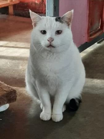 Gigio, male senior Mixed Breed for adoption at Rifugio del Cane di Ponte Ronca