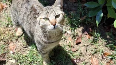 Licia, female young Mixed Breed for adoption at Rifugio del Cane di Ponte Ronca
