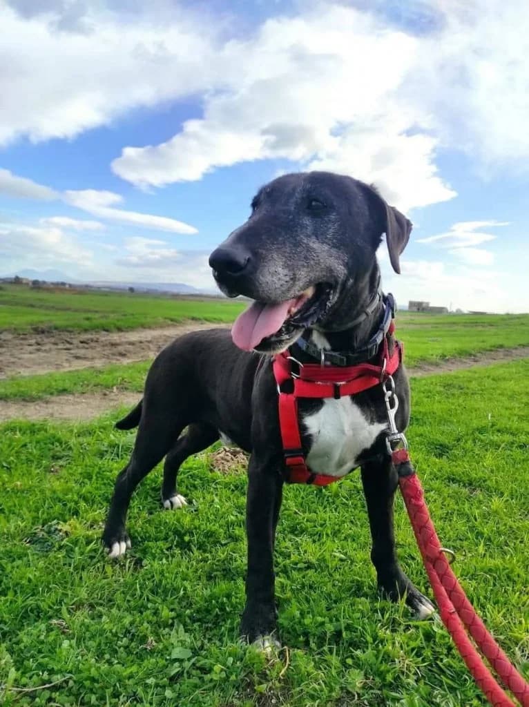 Ares, Mixed Breed (Rifugio San Francesco)