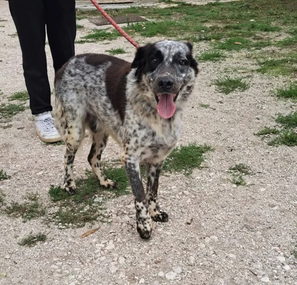 Argo, Mixed Breed (Rifugio San Francesco)