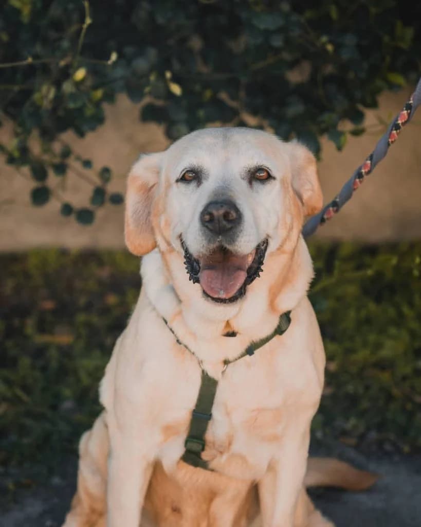 Asia, female Mixed Breed for adoption at Rifugio San Francesco