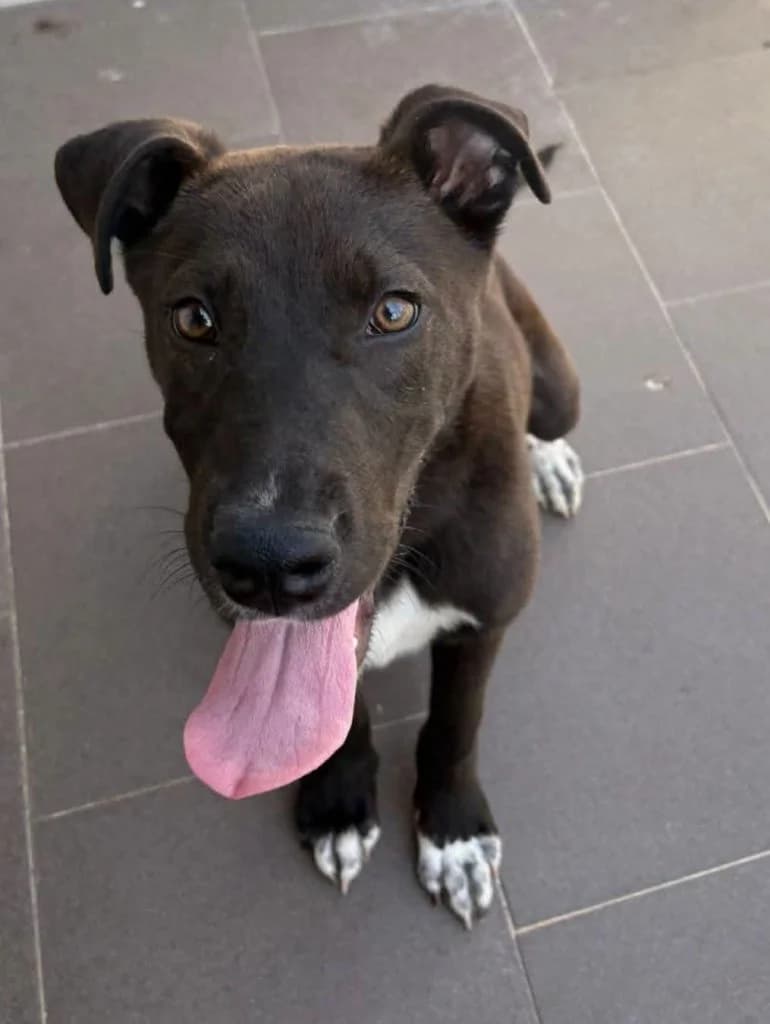 Brie, male puppy Mixed Breed for adoption at Rifugio San Francesco