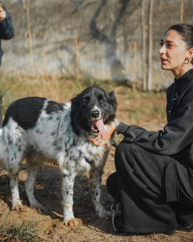 Caio, male Mixed Breed for adoption at Rifugio San Francesco