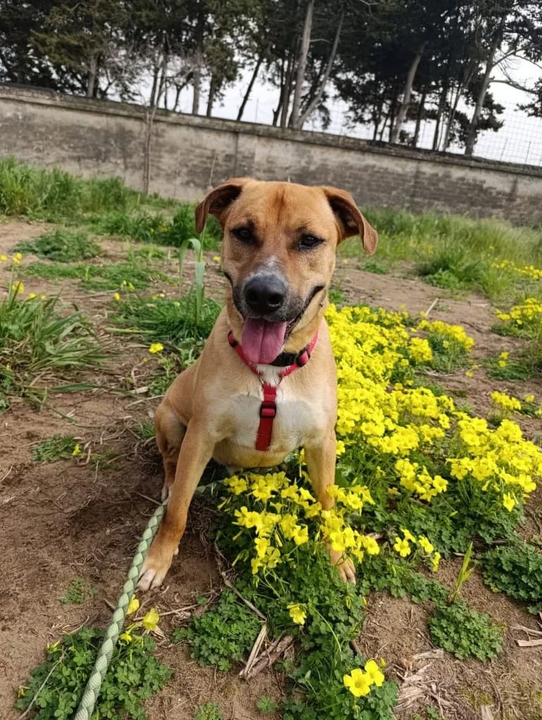 Cash, male 4yo Mixed Breed for adoption at Rifugio San Francesco