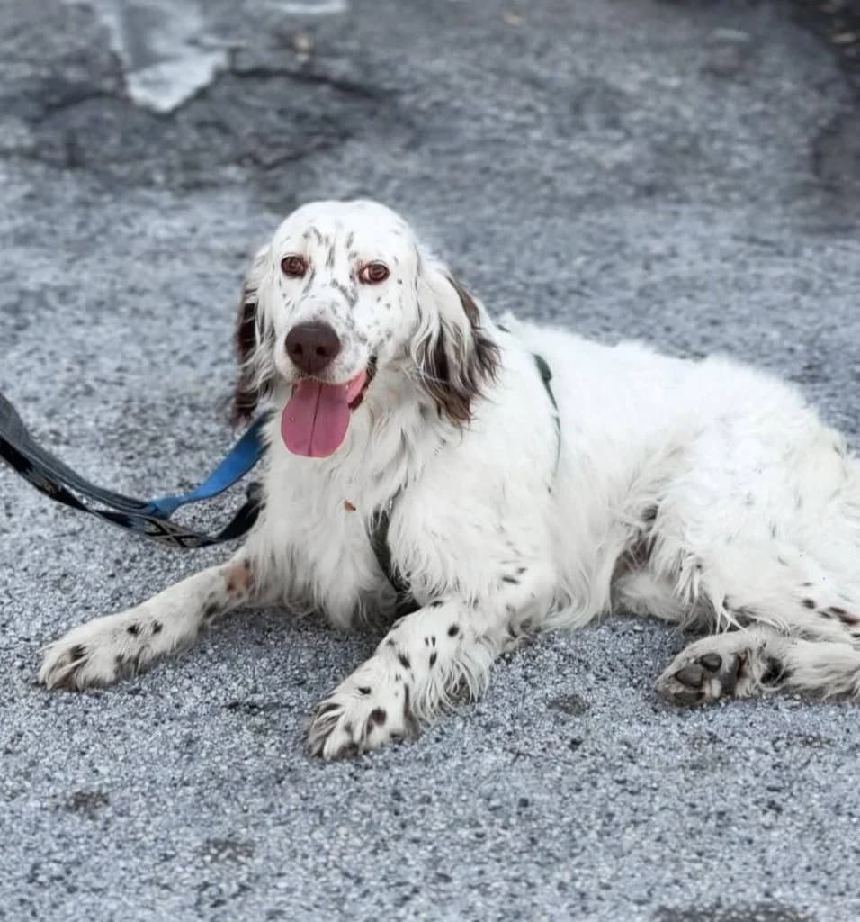 Eolo, Mixed Breed (Rifugio San Francesco)