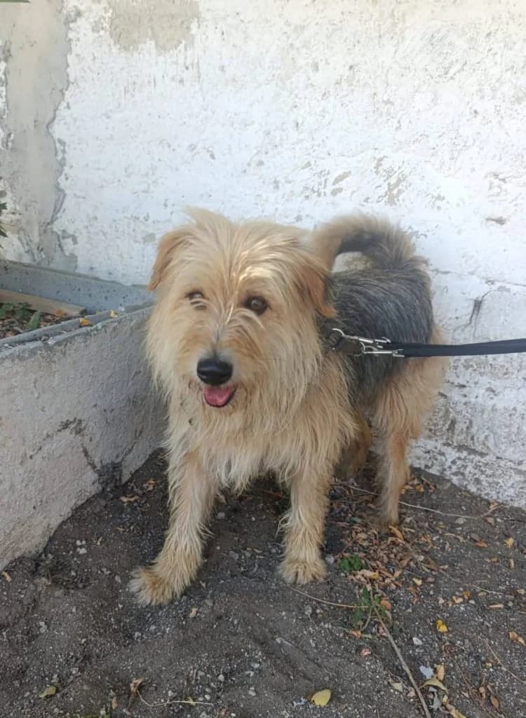 Fuji, Mixed Breed (Rifugio San Francesco)