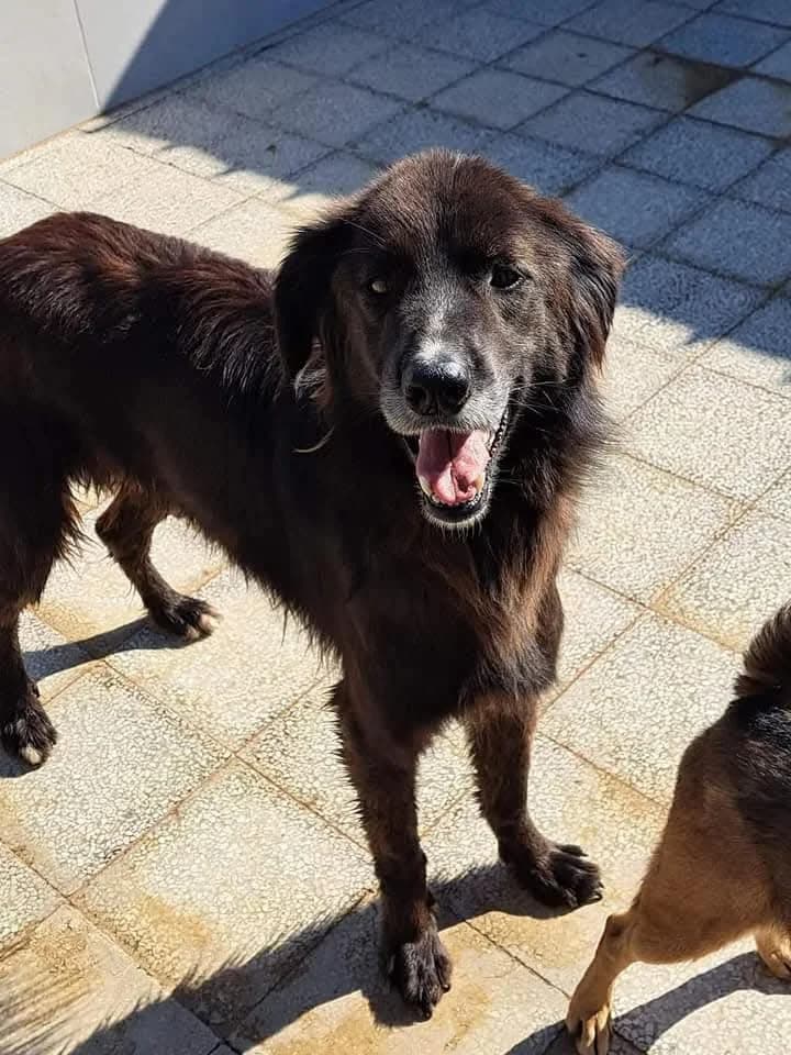 Goku, Mixed Breed (Rifugio San Francesco)