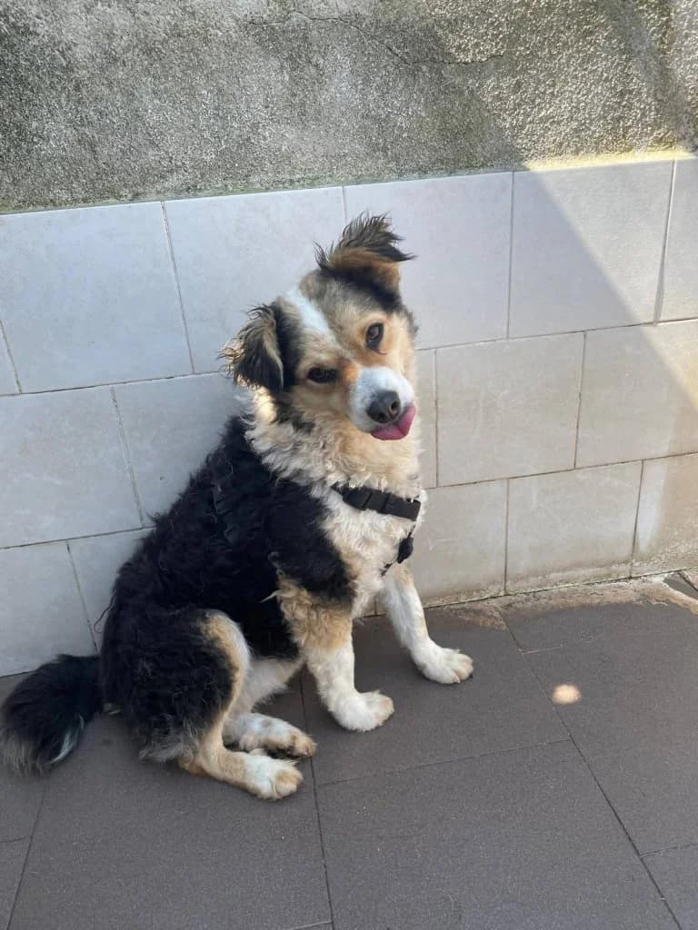 Joy, Mixed Breed (Rifugio San Francesco)