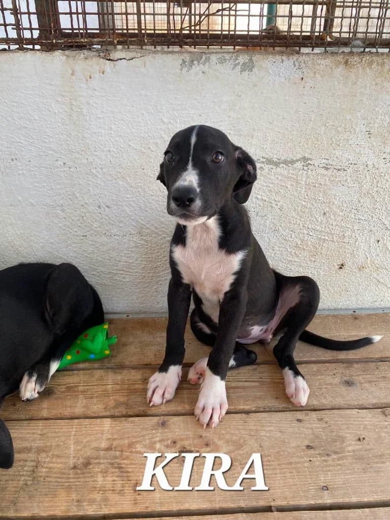 Kira, female puppy Mixed Breed for adoption at Rifugio San Francesco