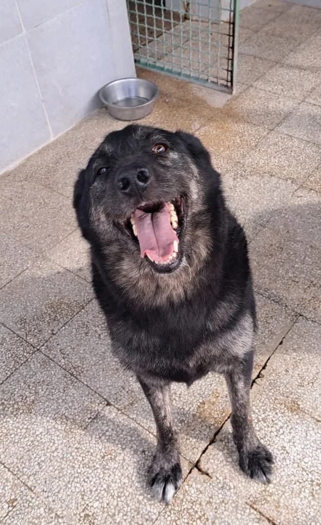 Kiro, male Mixed Breed for adoption at Rifugio San Francesco