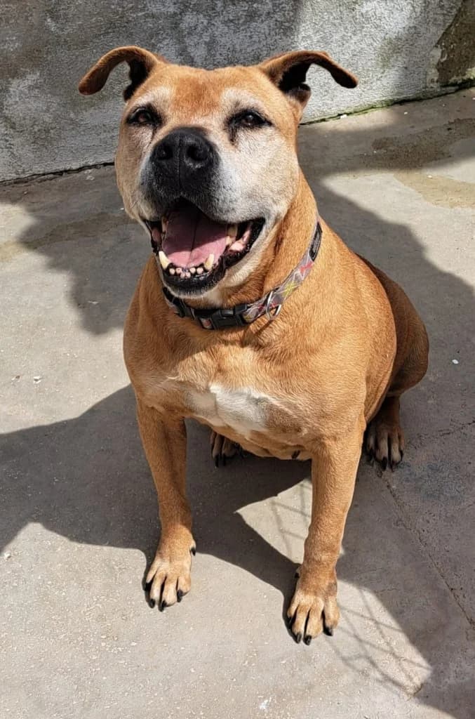 Lady, Mixed Breed (Rifugio San Francesco)