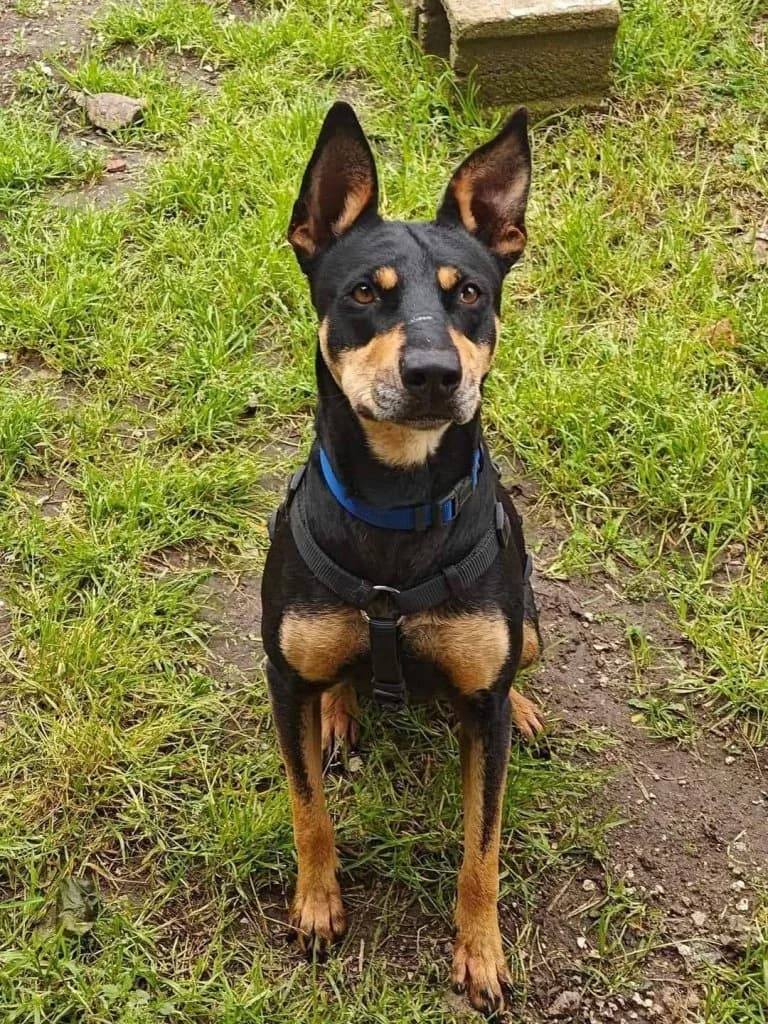 Luna, female Mixed Breed for adoption at Rifugio San Francesco