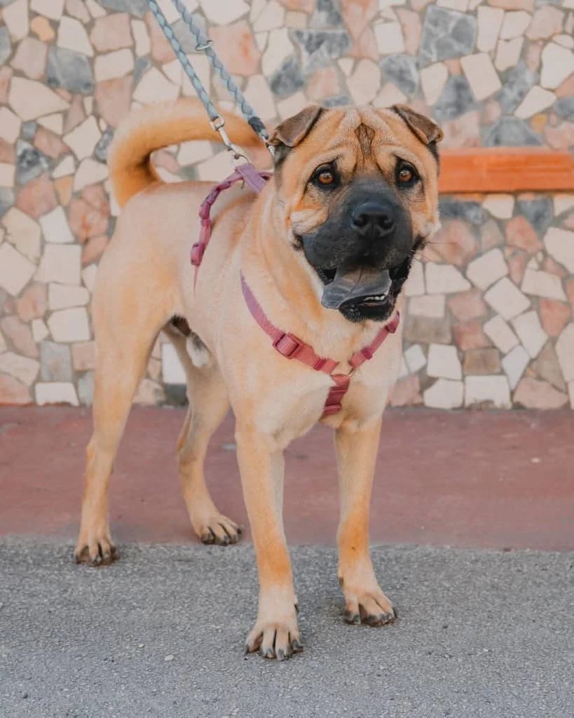 Max, male 3yo Mixed Breed for adoption at Rifugio San Francesco