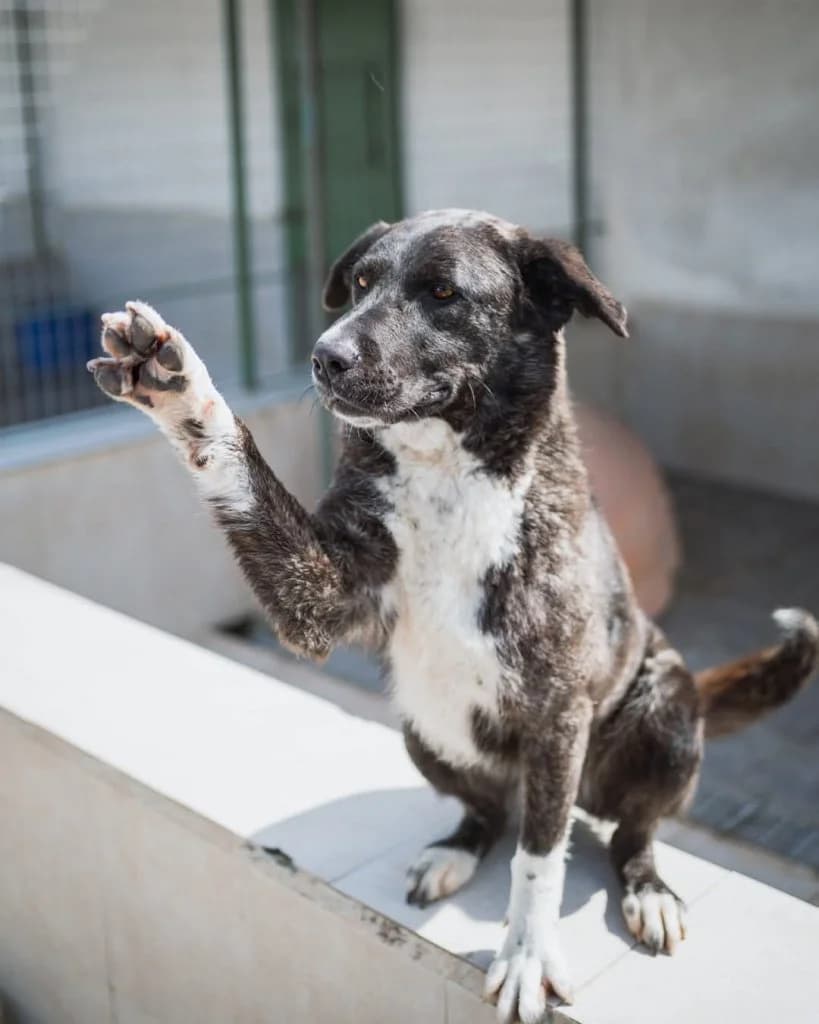 Maya, Mixed Breed (Rifugio San Francesco)