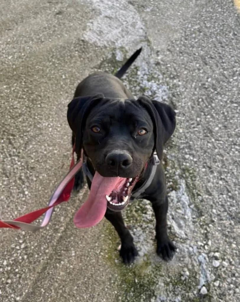 Milo, Mixed Breed (Rifugio San Francesco)