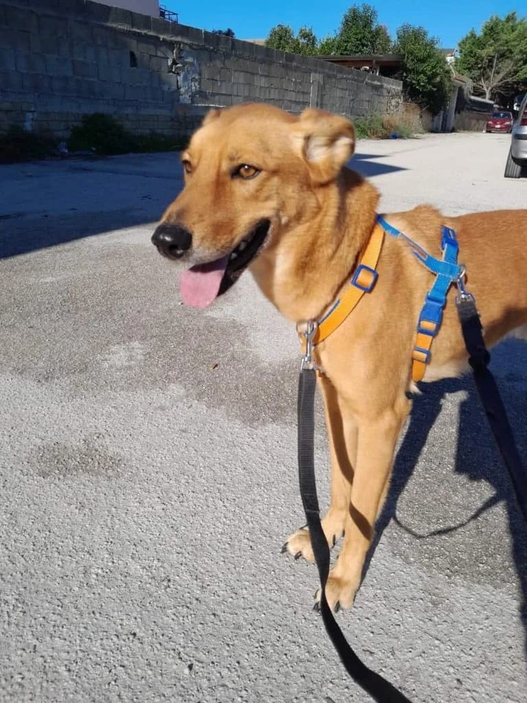 Miro’, Mixed Breed (Rifugio San Francesco)