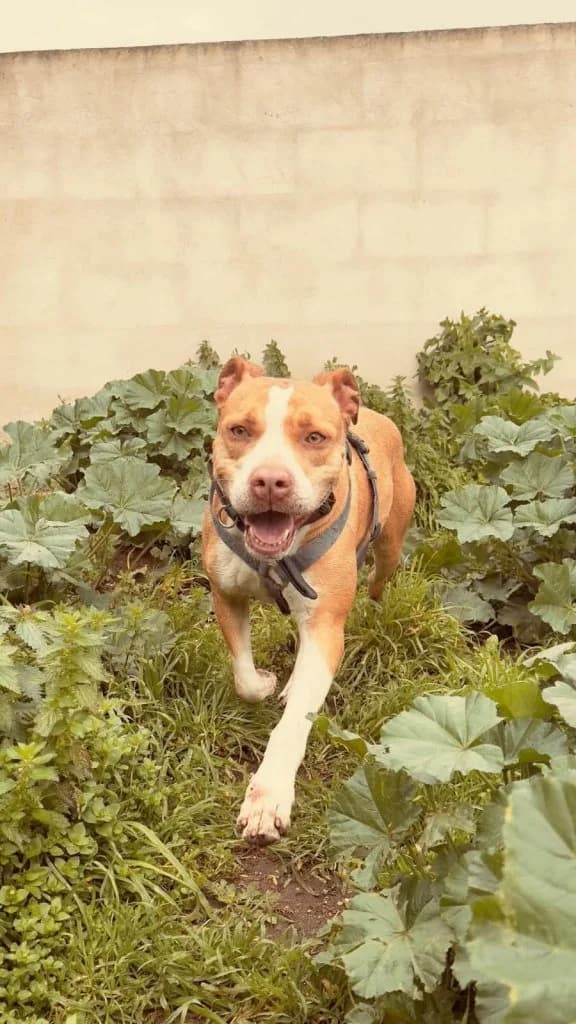 Nina, female 7yo Mixed Breed for adoption at Rifugio San Francesco