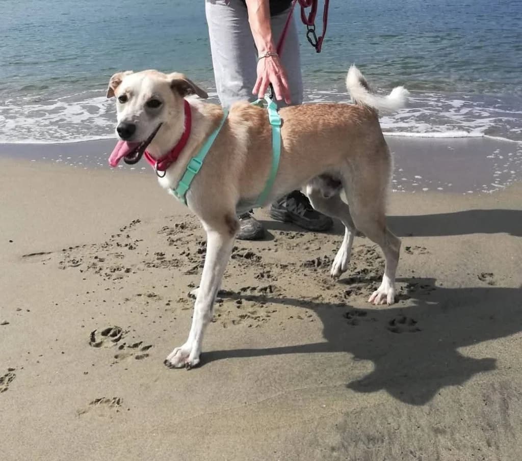 Nino, male 3yo Mixed Breed for adoption at Rifugio San Francesco