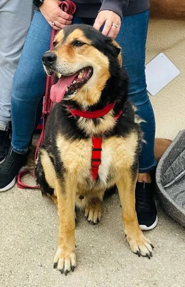 Orso, Mixed Breed (Rifugio San Francesco)