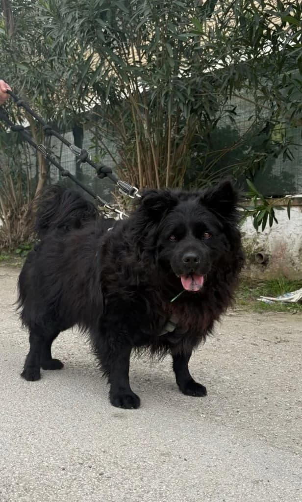 Rudy, Mixed Breed (Rifugio San Francesco)