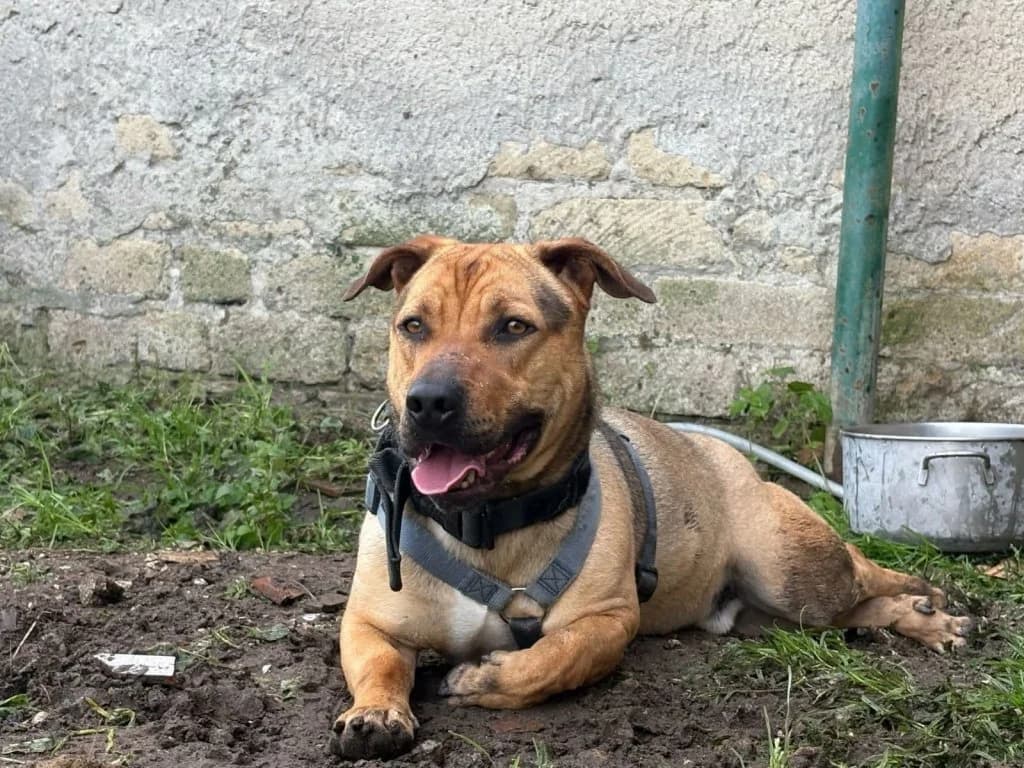 Thor, male Mixed Breed for adoption at Rifugio San Francesco