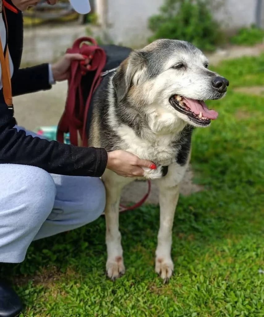 Tina, female Mixed Breed for adoption at Rifugio San Francesco