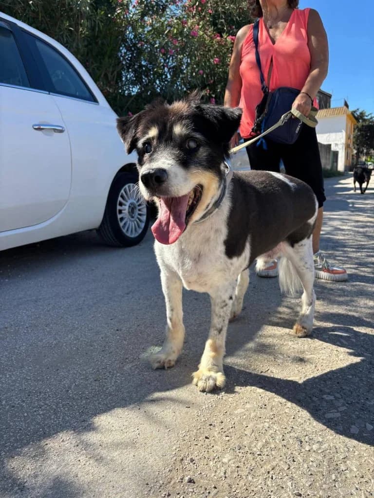 Yuri, Mixed Breed (Rifugio San Francesco)