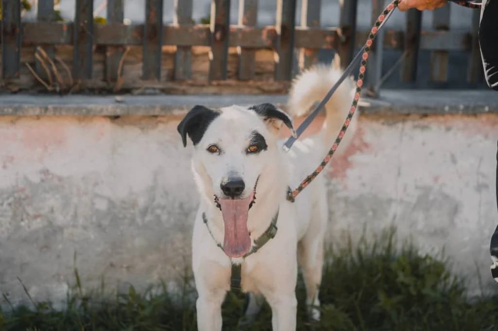 Zeus, male 7yo Mixed Breed for adoption at Rifugio San Francesco
