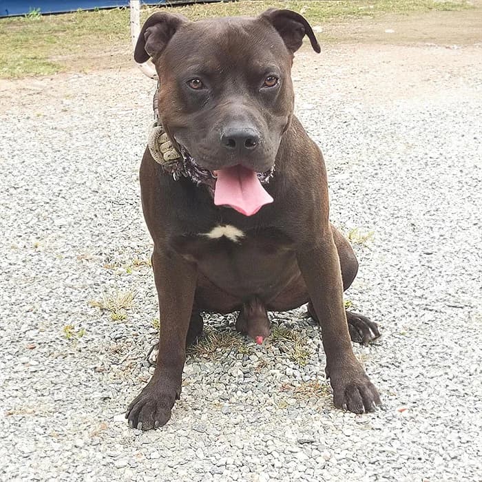 Aci, male 3yo Mixed Breed for adoption at Description, Verbania