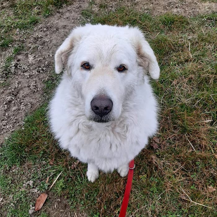 Edera, male 4yo Mixed Breed for adoption at Description, Verbania