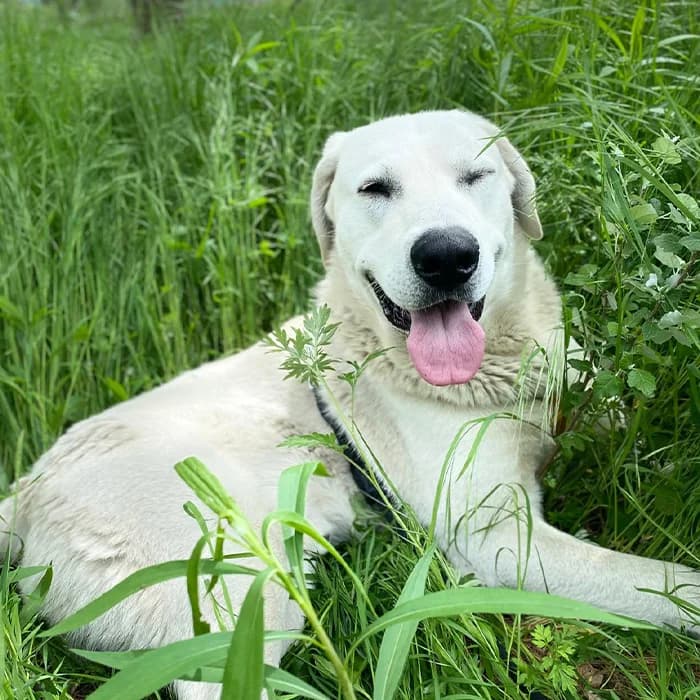 Lillo, male young Mixed Breed for adoption at Description, Verbania