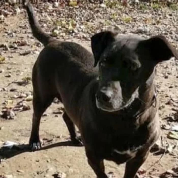 Saetta, male senior Mixed Breed for adoption at Description, Verbania