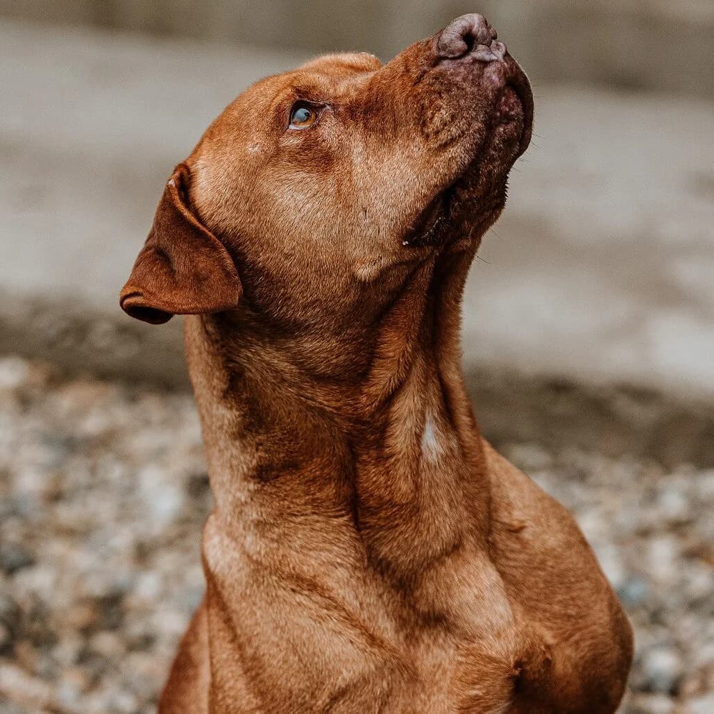 Napoli,  senior Mixed Breed for adoption at Rifugio di Cavour
