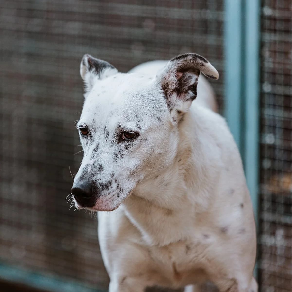 Bernadette,  senior Mixed Breed for adoption at Rifugio di Cavour