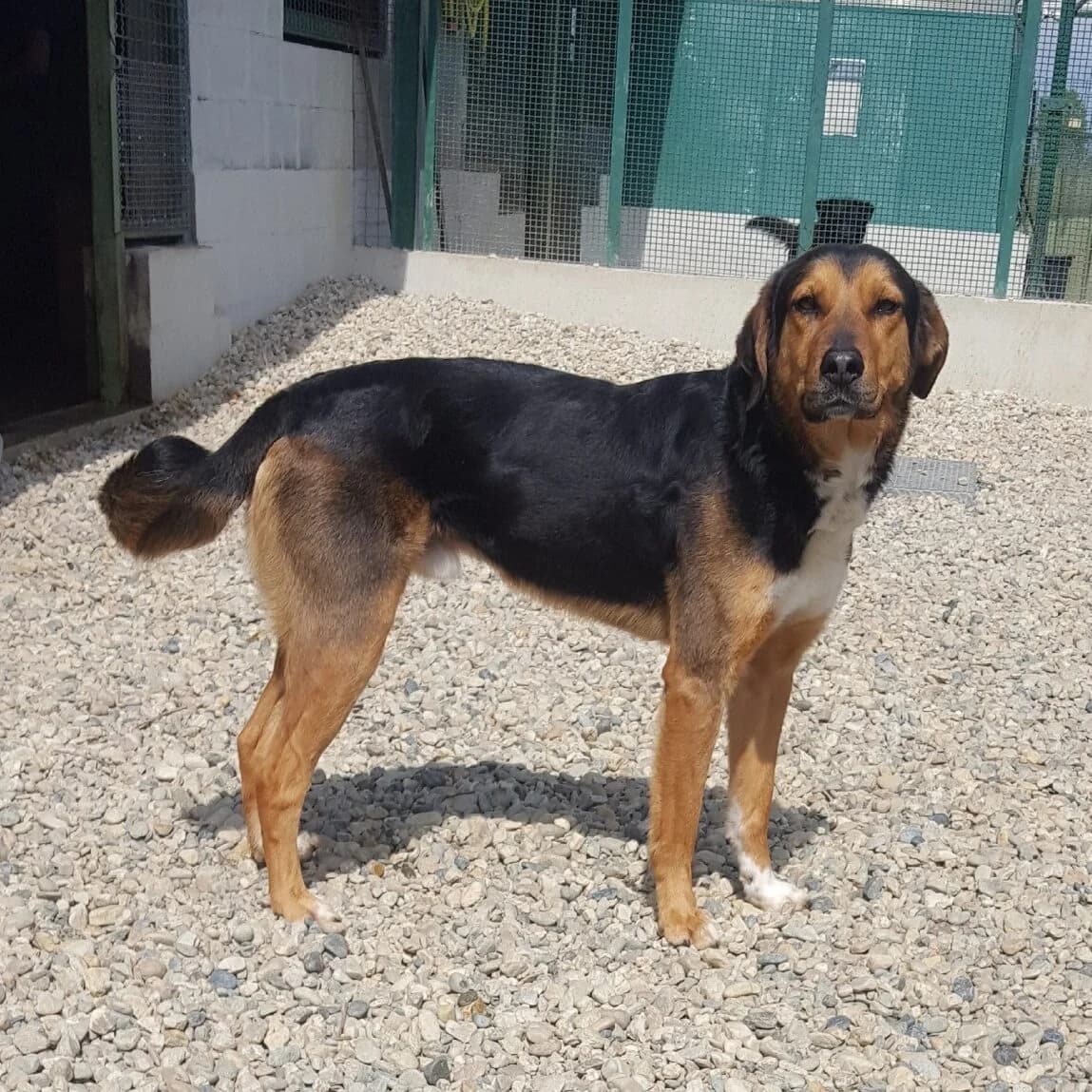 Grugno,  7yo Mixed Breed for adoption at Rifugio di Cavour