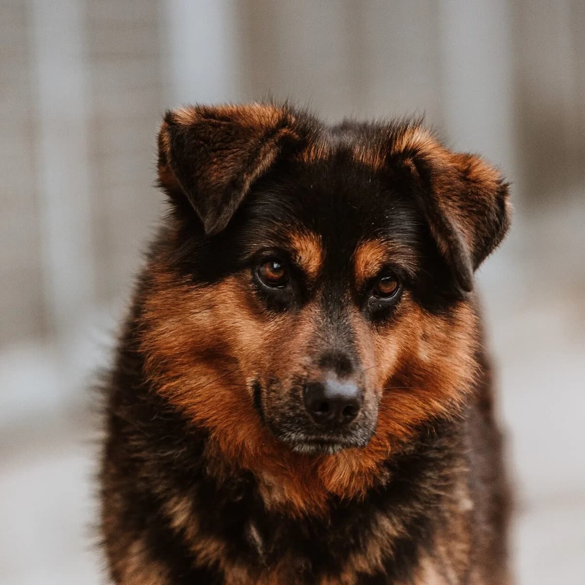 Isacco,  senior Mixed Breed for adoption at Rifugio di Cavour