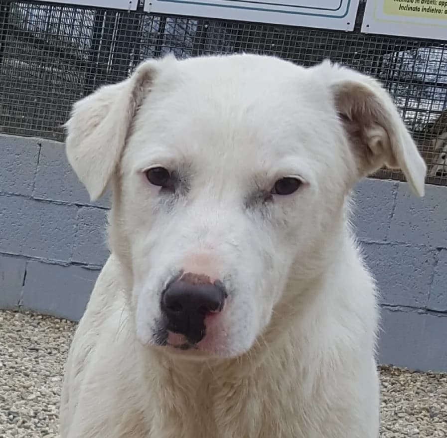 Zelda,  3yo Mixed Breed for adoption at Rifugio di Cavour