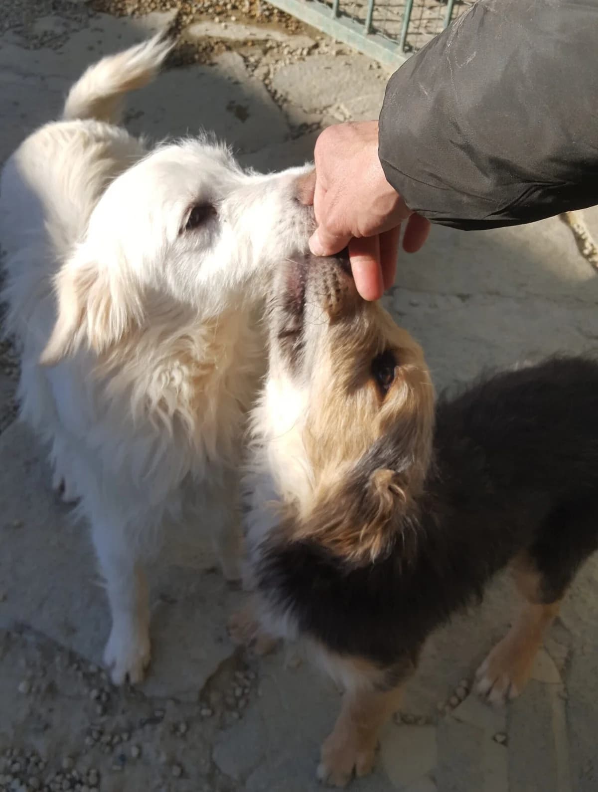 Sinner, male puppy Mixed Breed for adoption at Rifugio di Cavour