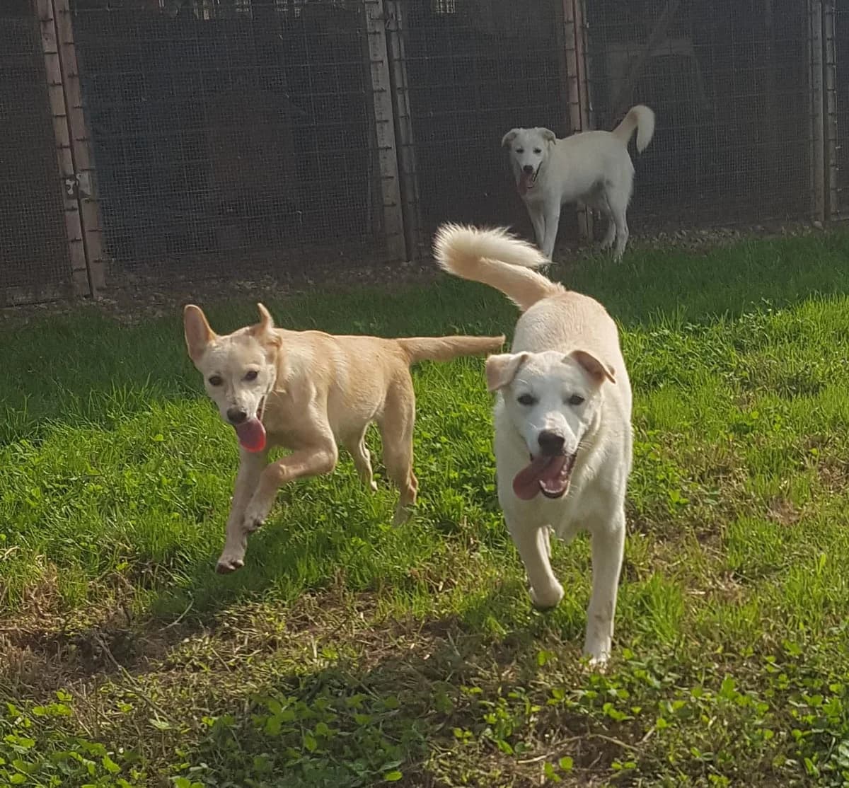 Harlock,  young Mixed Breed for adoption at Rifugio di Cavour