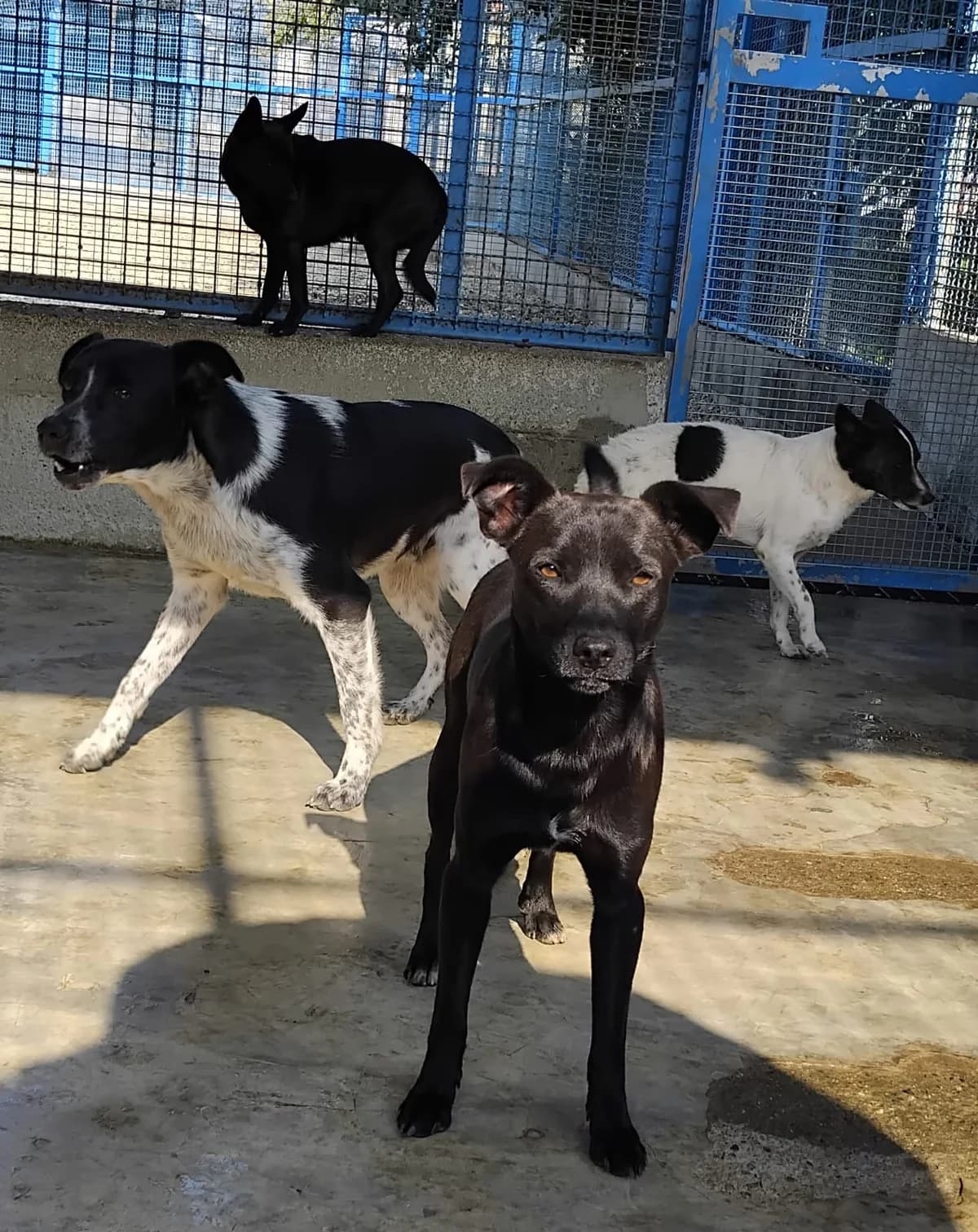 Eolo, Pisolo, Dotto, Brontolo,  young Mixed Breed for adoption at Rifugio di Cavour