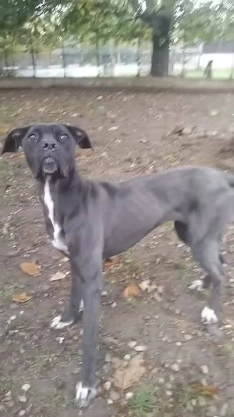 Laika,  young Mixed Breed for adoption at Rifugio di Cavour