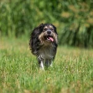 Tito, male young Mixed Breed for adoption at Rifugio di Cavour