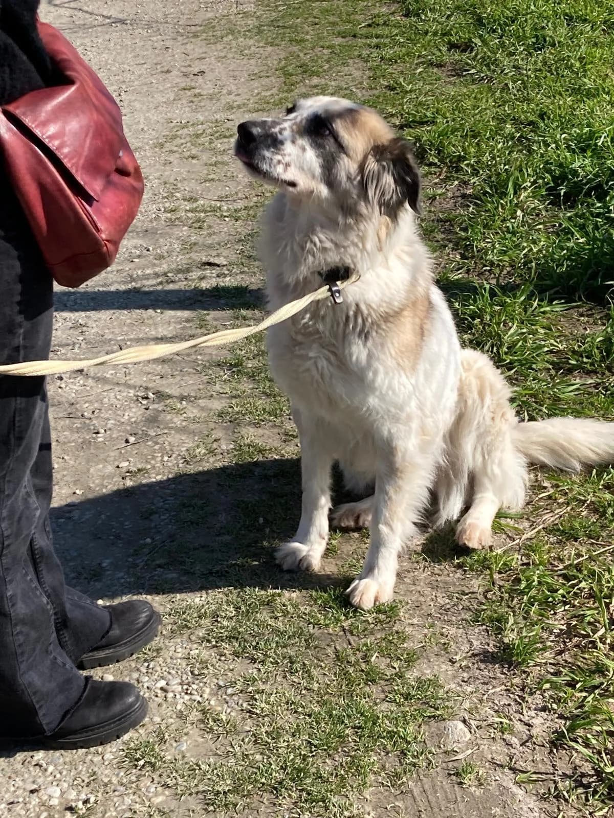 Morgana,  4yo Mixed Breed for adoption at Rifugio di Cavour