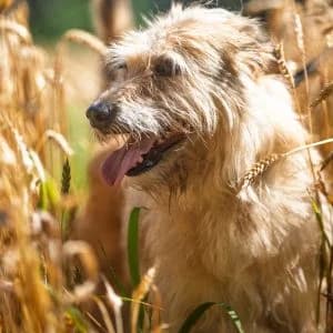 Rubi, female Mixed Breed for adoption at Rifugio di Cavour
