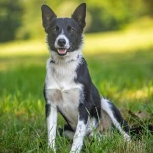 Camillo, male Mixed Breed for adoption at Rifugio di Cavour