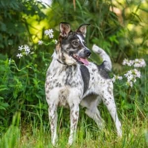 Krapochka, female Mixed Breed for adoption at Rifugio di Cavour