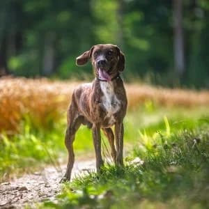 Timon, male Mixed Breed for adoption at Rifugio di Cavour