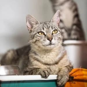 Sarabi, female young Mixed Breed for adoption at Rifugio di Cavour
