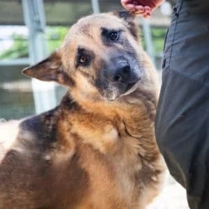 Toby,  senior Mixed Breed for adoption at Rifugio di Cavour